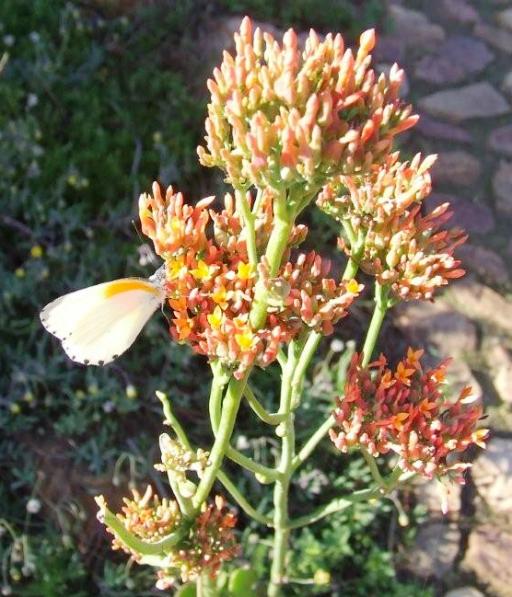 Flower photographed in the Walter Sisulu National Botanical Garden by Lorraine Vermeulen